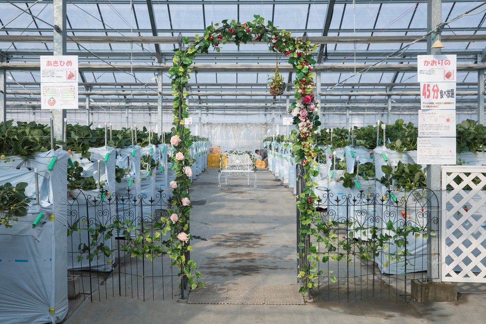 アーチの背後には一面に広がるいちご畑