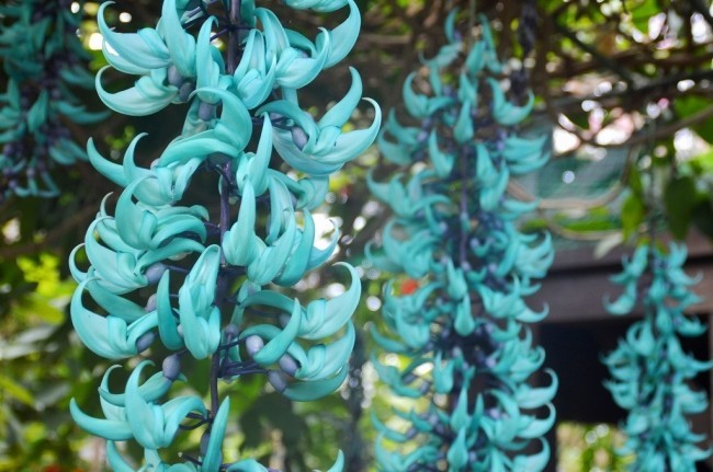 翡翠色に輝く熱帯の花「ヒスイカズラ」、4月中旬まで見ごろ