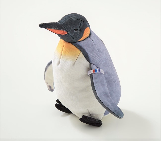 海遊館限定の識別タグ付きオウサマペンギン（成鳥のすがた）