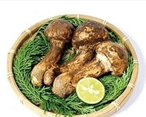 きのこ資格も目指せる通信講座　「きのこプラチナコース」