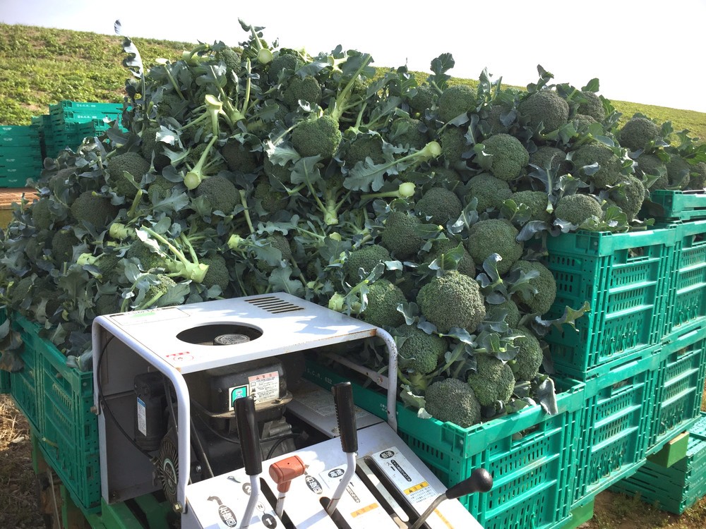 有限会社安井ファームが収穫したブロッコリー