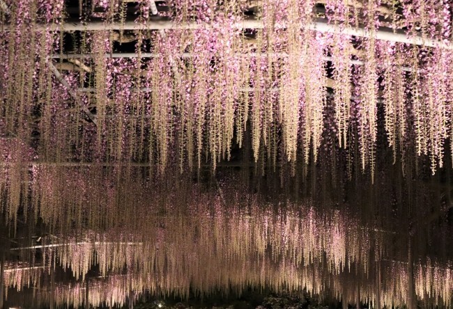 10連休中に最高潮を迎える藤の花　あしかがフラワーパークで見頃に