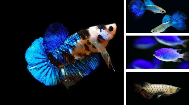 ショッピングモールに「カフェ型水族館」　歩いて、くつろいで、色鮮やかな魚を鑑賞　