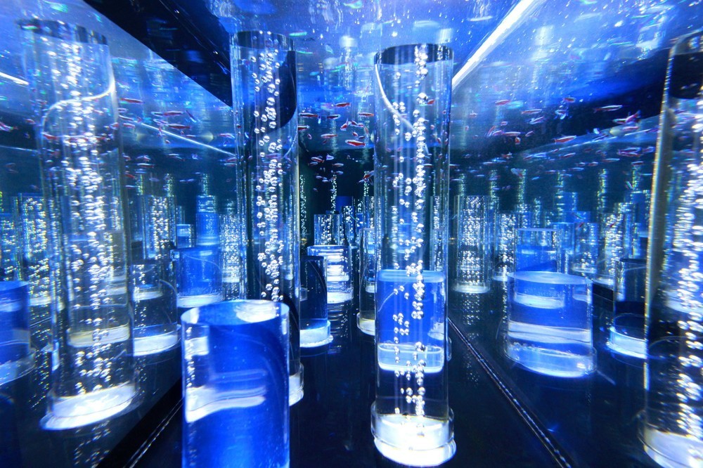 クリスタルツリー水槽ではたくさんの「ルリスズメダイ」が泳ぐ予定