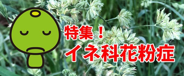 花粉症の季節まだまだ終わらない　5～6月は「イネ科雑草」にご用心