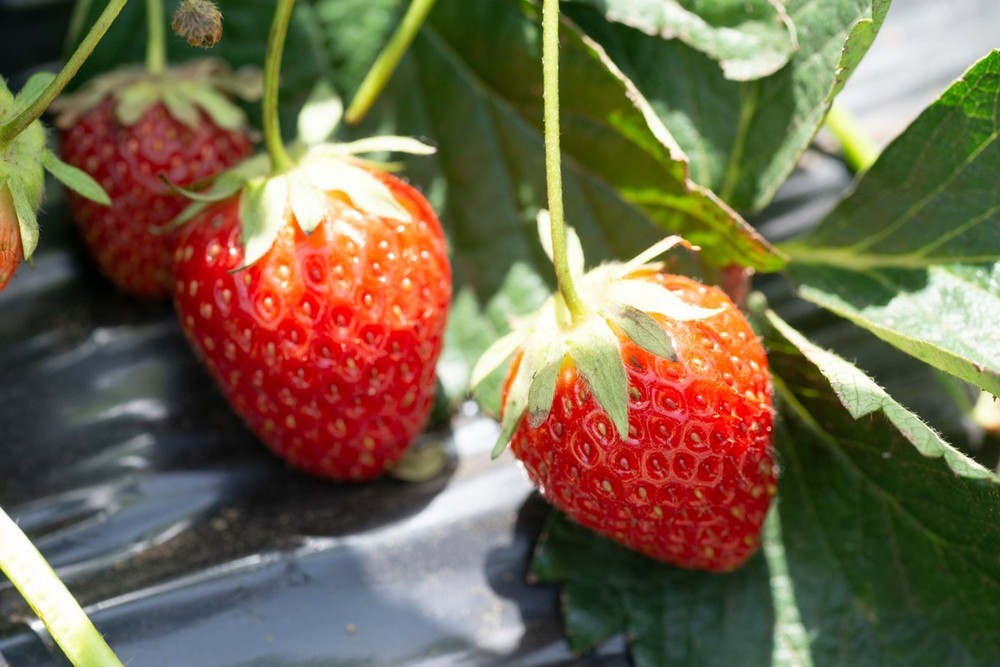 東京生まれのイチゴ「おひさまベリー」　開発開始から20年で品種登録
