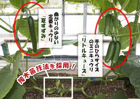 1つの苗に2品種のキュウリができる　サラダ用とピクルス用...「同時」に簡単栽培