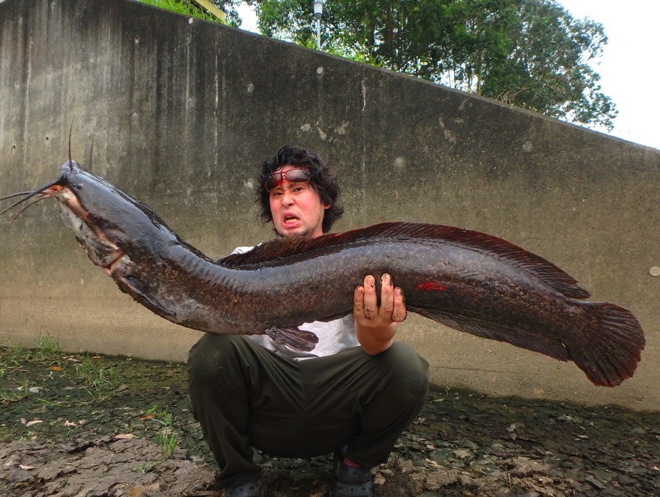 平坂寛さんと香港の「巨大ヒレナマズ」