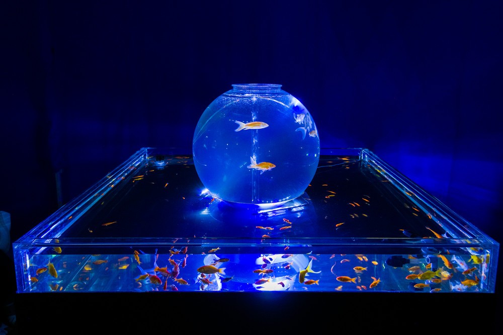 スーパースクエア―水槽