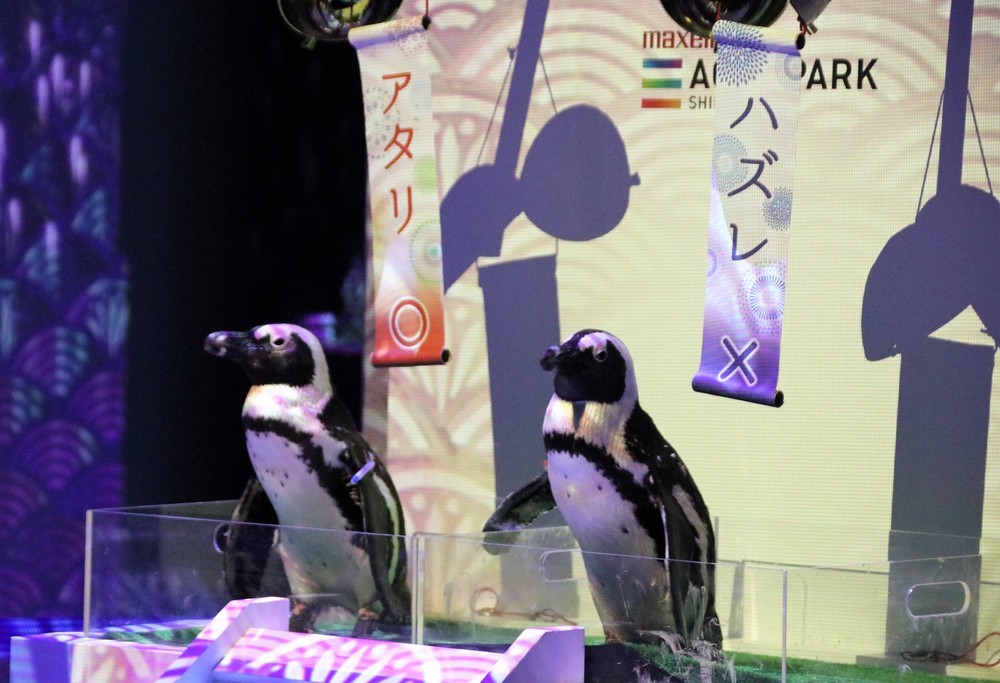 ペンギンたちがパフォーマンスを披露する「宵のペンギンまつり」