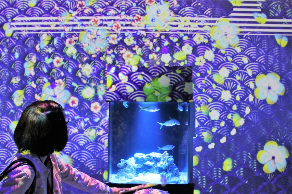 太鼓を叩くと、水槽内の生き物をテーマにしたデザイン花火が