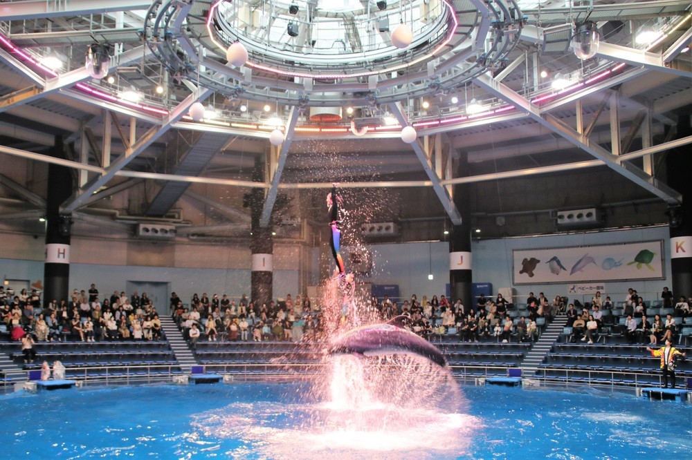 ドルフィンパフォーマンスは昼と夜で別プログラムを予定