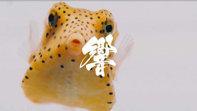 アシカやペンギン、イルカの「心音」が曲に　水族館の生き物の微細な音を録音