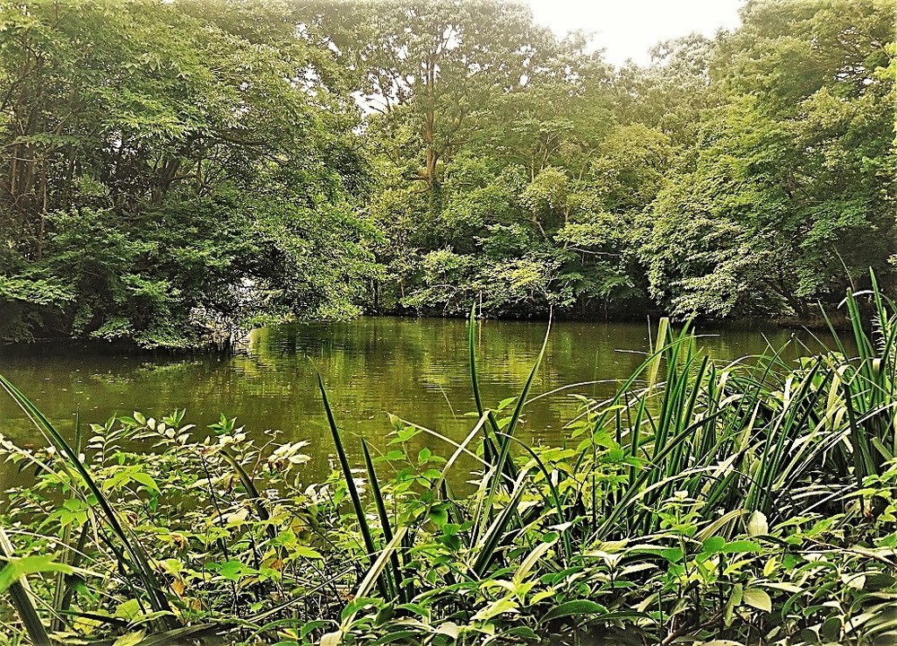 東京にも緑は多く、自然に接するのは難しくない＝杉並区の和田掘公園で、冨永写す