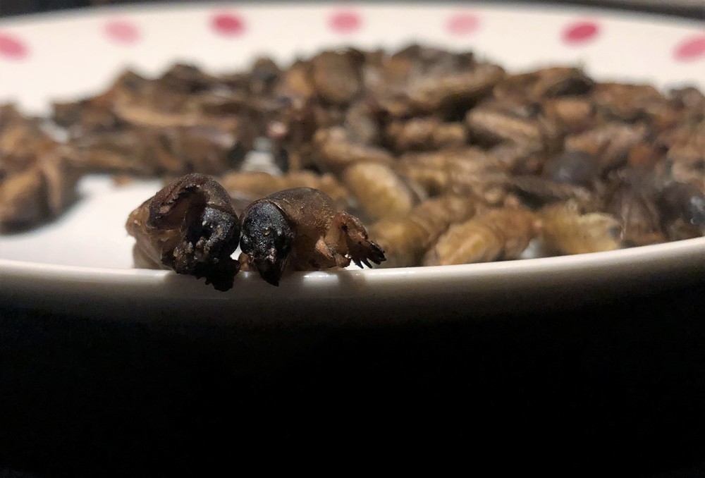 前脚の形が特徴的なオケラ