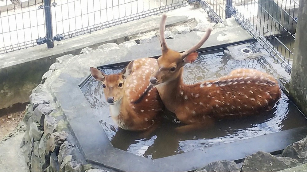 水飲み場につかるハナジカ（平川動物公園ツイッター@hirakawazooより）