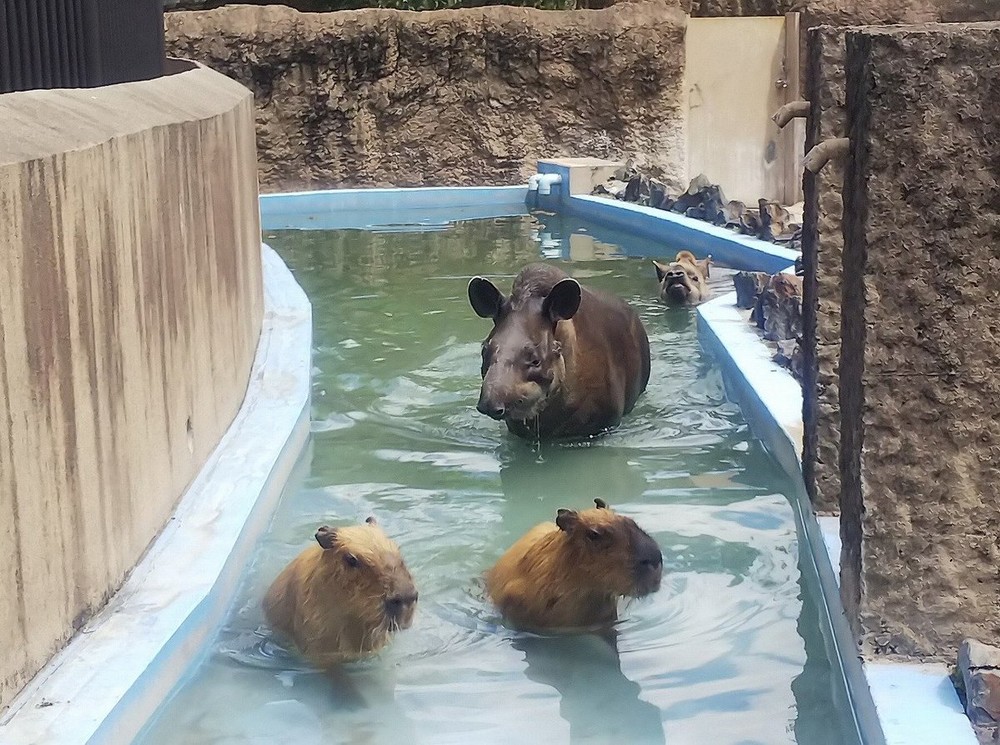 プールに入るバクとカピバラ（平川動物公園ツイッター@hirakawazooより）