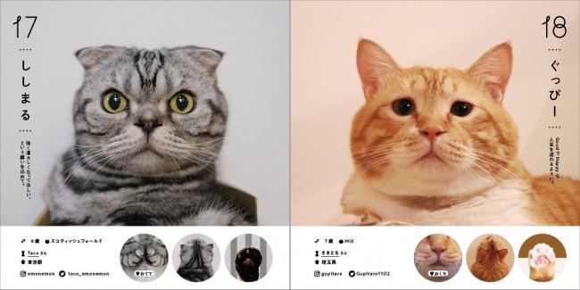 スコティッシュフォールドの「ししまる」、茶トラの「ぐっぴー」（掲載例）