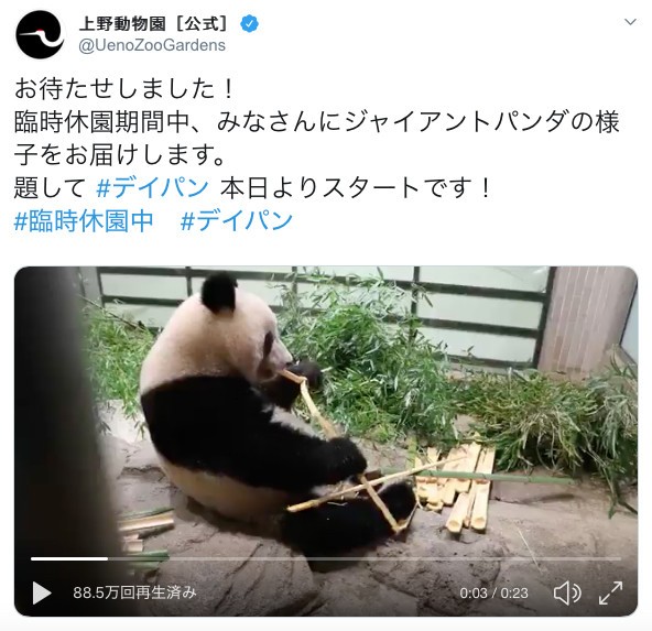 臨時休園でもパンダ、スマトラトラに会える　全国の動物園が動画発信