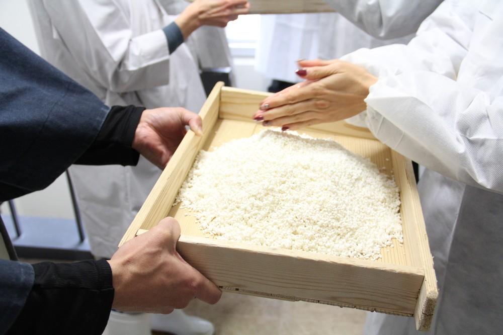 原料の酒米からつくられた麹。触った後は手がさらさらしっとりする