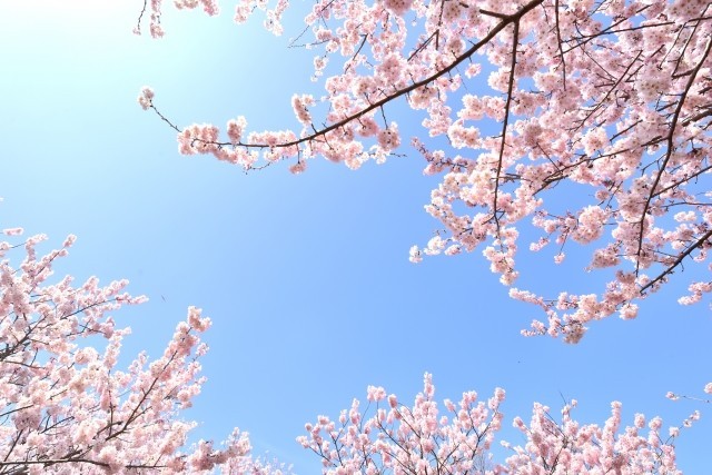 「100日後に死ぬワニ」の「後日談」　ネズミ「よくね？」と送った桜の写真から...
