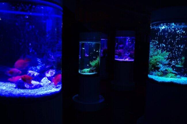 2000匹の美しい魚を展示するカフェ型水族館　イオンモール木更津に