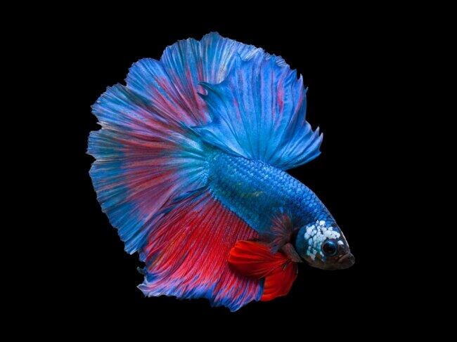 イオンモール木更津にカフェ型水族館