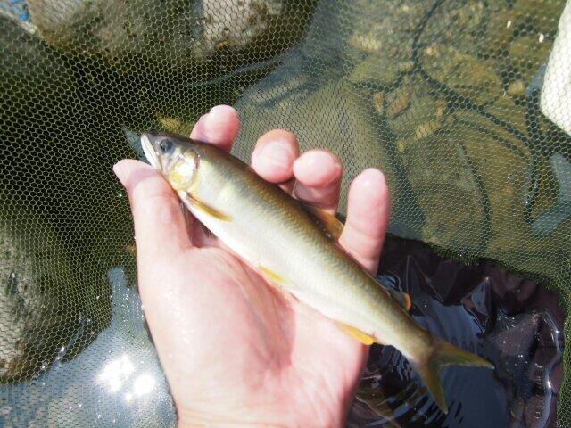 いつもと違う初夏　八木健介さんはコロナに待たされたアユ解禁に想う