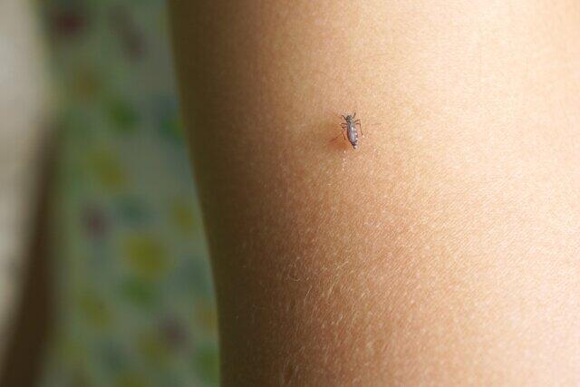 デングウイルスを持っている蚊に刺されることで感染する「デング熱」