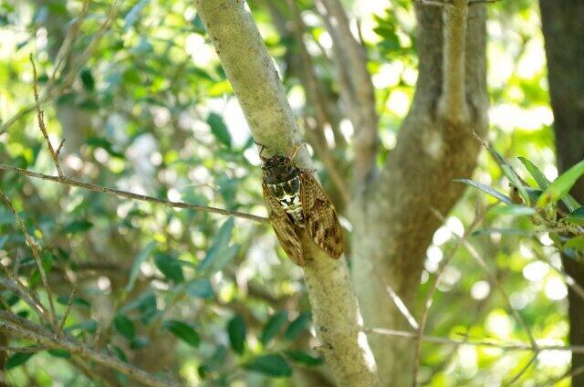 マンション高層階にセミ襲来　地上100メートルで爆音「ミーンミーン」、94階で目撃談