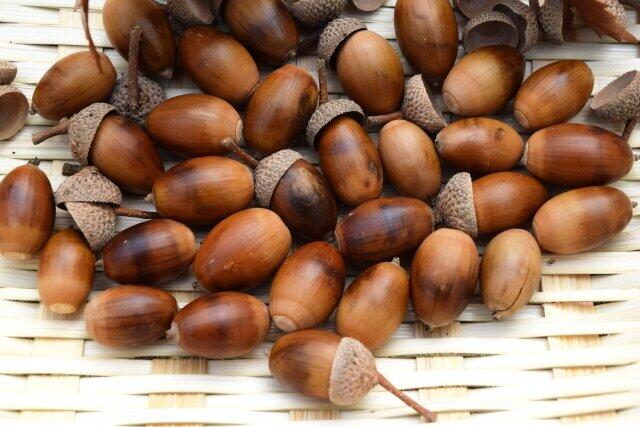 拾ったドングリを苗木と交換「どんぐり銀行」　「環境のために」善意の申し出続々