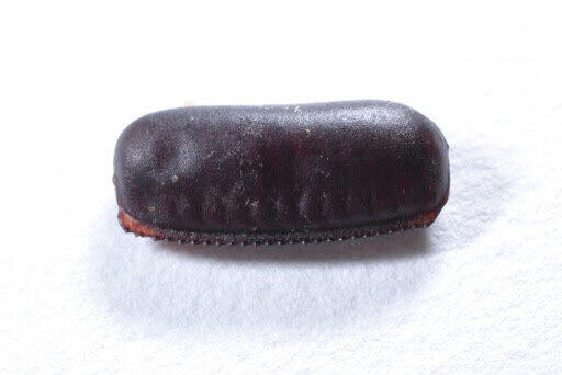 ゴキブリの卵 殺虫剤は効かない（アース製薬提供）