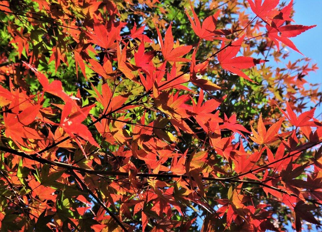 紅葉の季節、寂聴さんの胸には得度の日がよみがえる