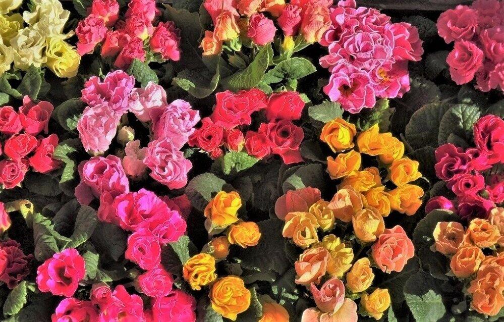 春が深まり、花屋の店先にも彩りがあふれる＝世田谷区内で