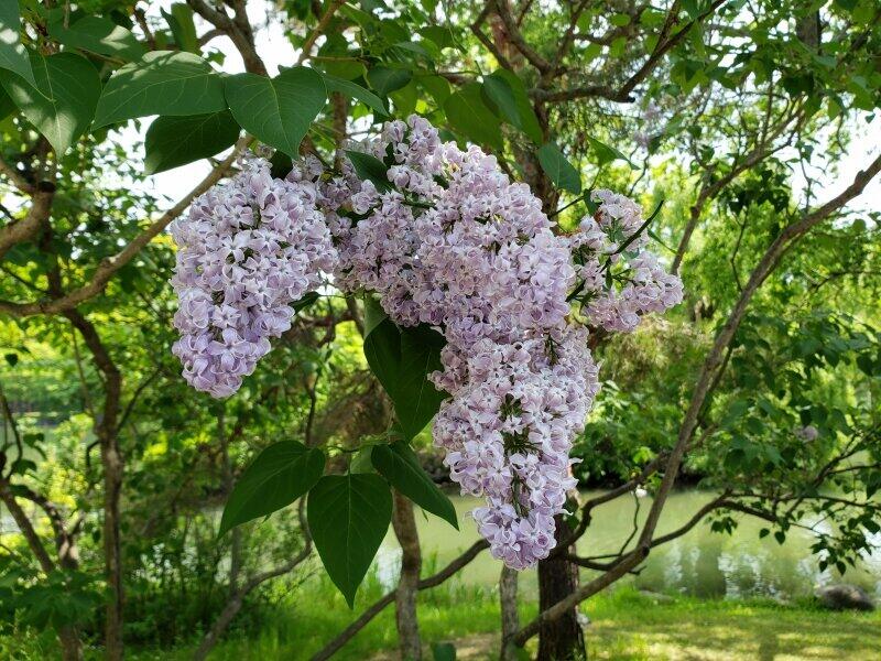 ライラックの咲き乱れる早春の風景とラフマニノフの愛着　「リラの花」