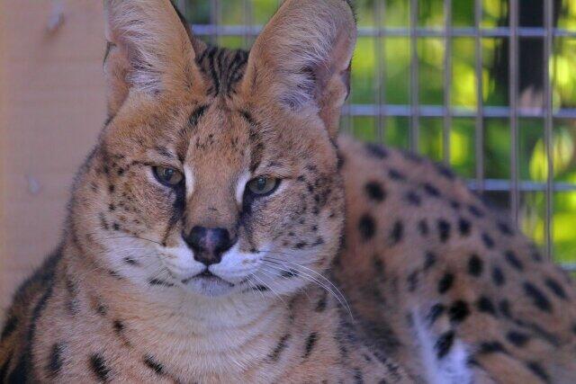 横浜の大蛇だけじゃない「珍獣大脱走」　サーバルキャット、フラミンゴ、サル14匹