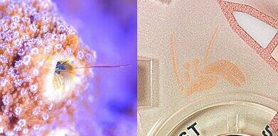 9時の位置にヤドカリのデザイン