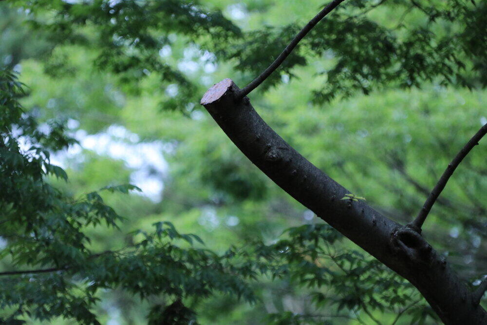 剪定されたと思われる枝はあったが 