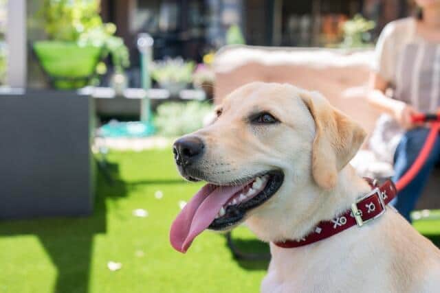 従順な人生　土屋賢二さんは飼い主を思い通りに動かす犬に学ぶ