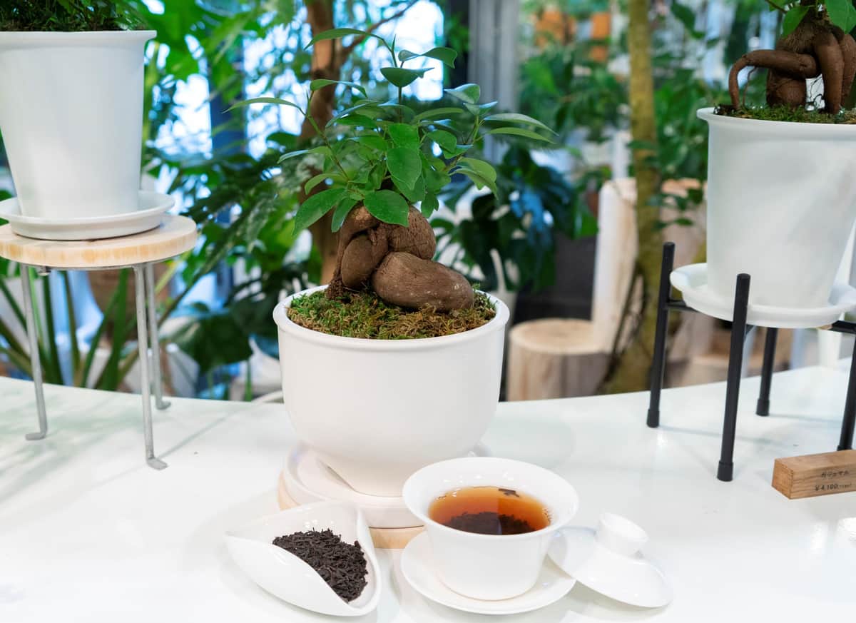 「春水堂」の茶殻を、観葉植物専門店「REN」が植物育成の腐葉土として再利用