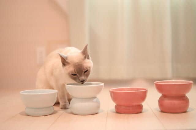 猫と小型犬が食べやすい高さと安定感