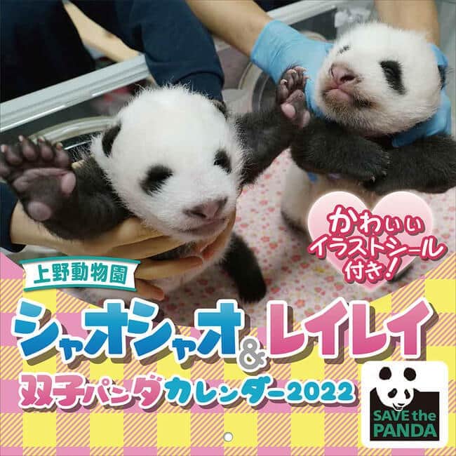 上野動物園の双子パンダをデザイン　シャオシャオ＆レイレイのカレンダー