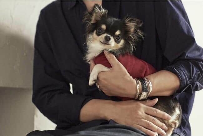 小型犬に特化したラグジュアリードッグウェア「dytem（ディテム）」