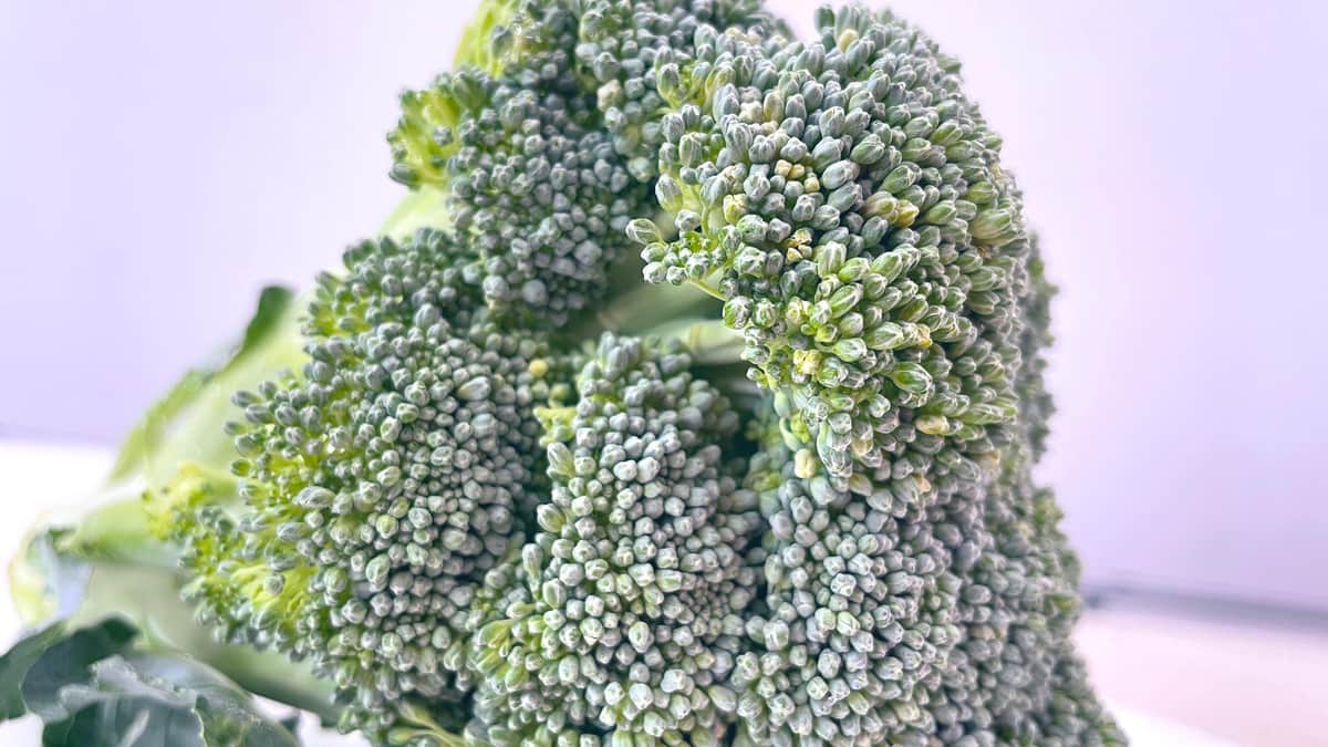 つぼみの一部が黄色がかっているブロッコリー（安井ファーム提供／画像2）