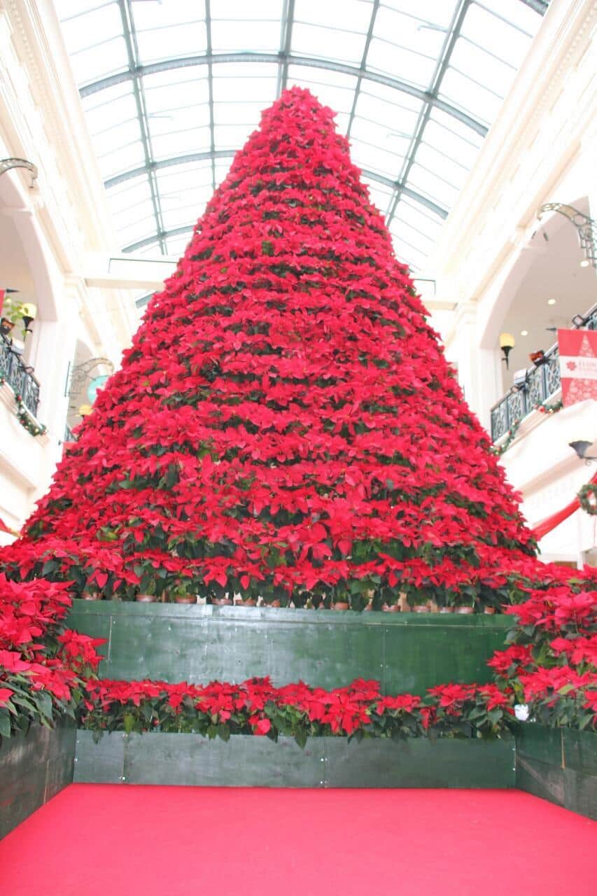 ポインセチアを中心とした真っ赤な花のツリーを観賞できるフラワーパサージュ