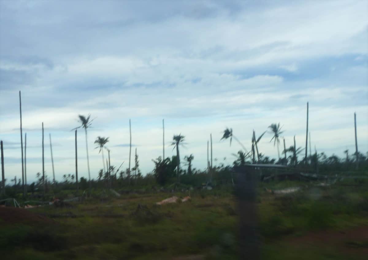 大型台風に見舞われたフィリピン・ミンダナオ島のヤシの木（画像2）