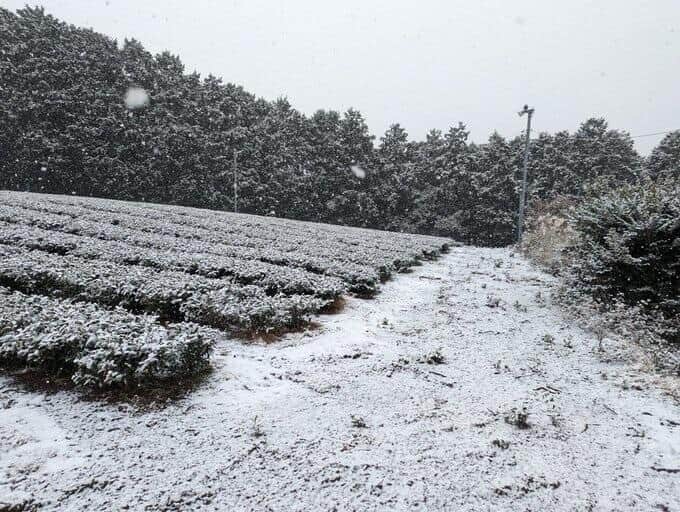 「雪だ！」静岡県民はしゃぎまくり　積もるなんて「都市伝説級」の土地