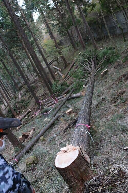 ヒノキの間伐体験をした