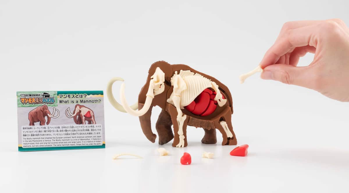 「マンモス」の骨格を学べる立体パズル　「マンモスの肉」も作れるかも