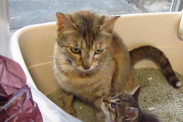 値上げラッシュは「ネコグッズ」も　4月から「トイレ」にペットフード